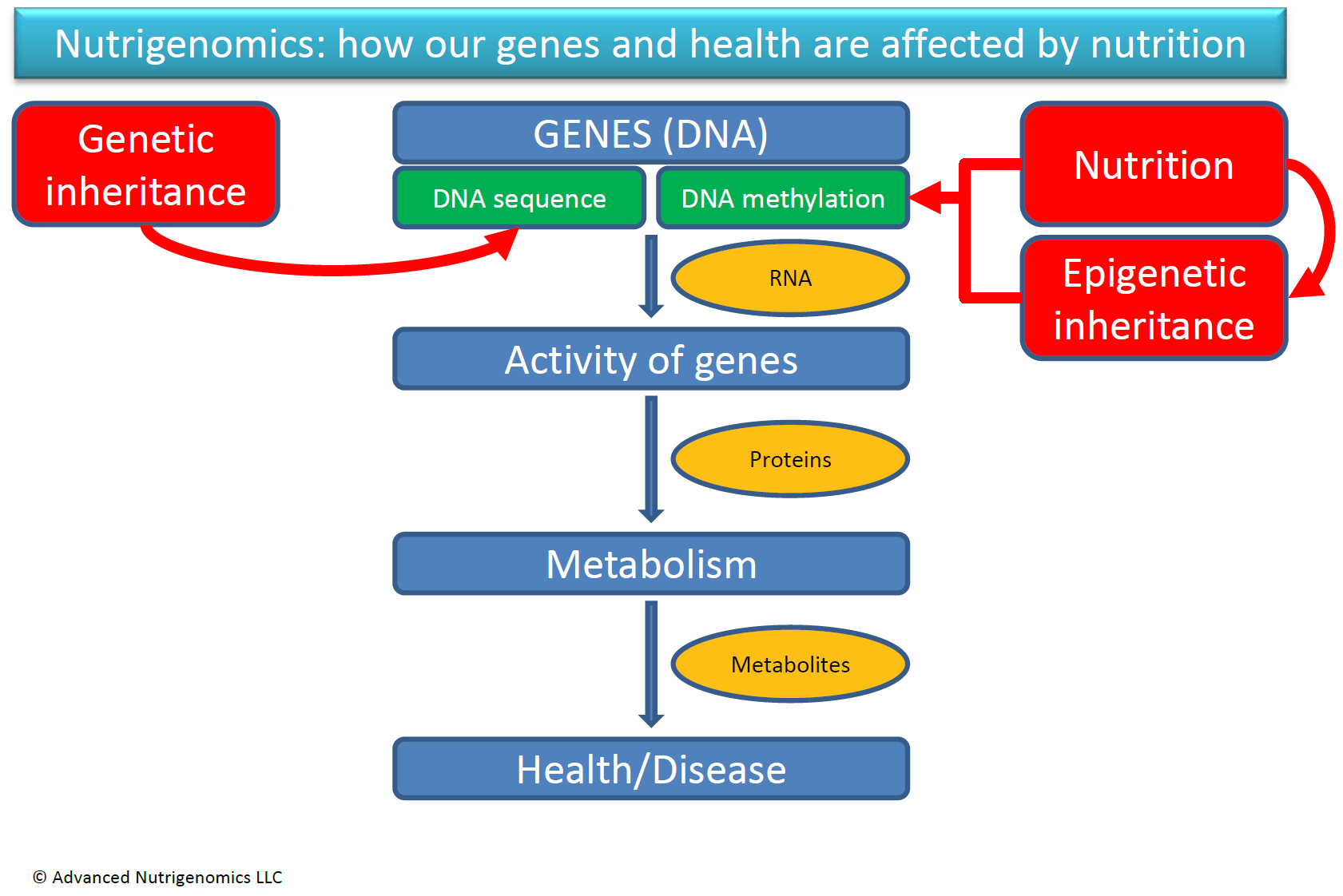 Nutrigenomics